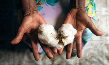 MAD Solutions honors two Sudanese film projects “COTTON QUEEN” and “LAMP IN THE DARK” at CIFF’s 44th Cairo Film